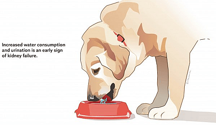 Dog drinking water