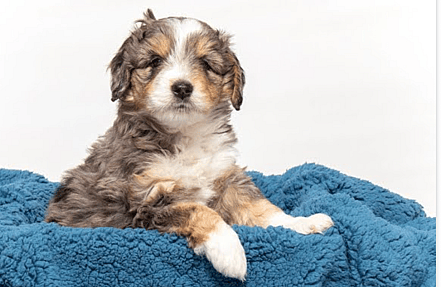 Aussiedoodle puppy got a bath