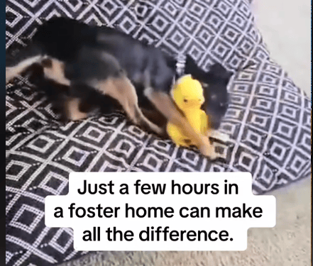 Watch This trembling Shelter Dog’s Reaction to Hearing ‘You’re Safe Now’ 💔😭