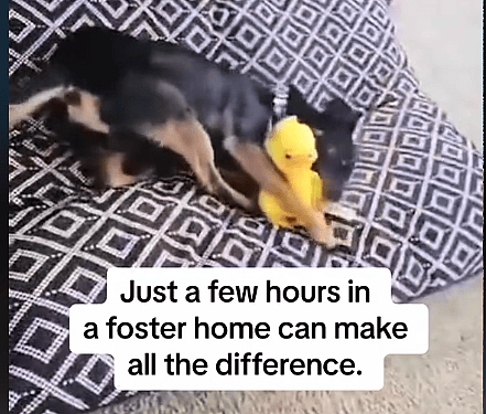 Watch This trembling Shelter Dog’s Reaction to Hearing ‘You’re Safe Now’ 💔😭