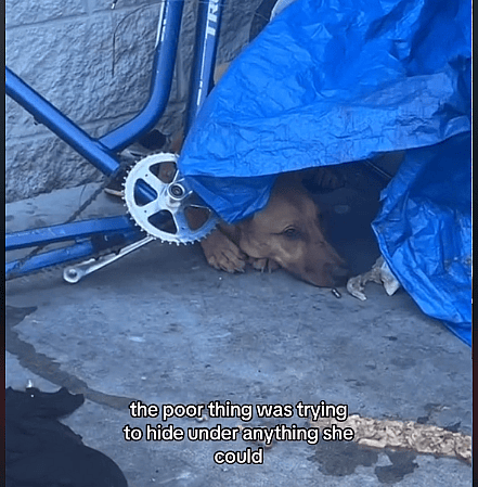 Pregnant & Alone, Scared Stray Dog Never Knew Good People Exist Until This Happened