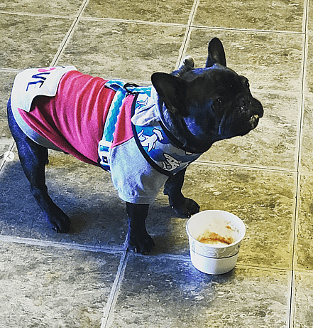 A frenchie finished up a Bark! Espresso dog latte