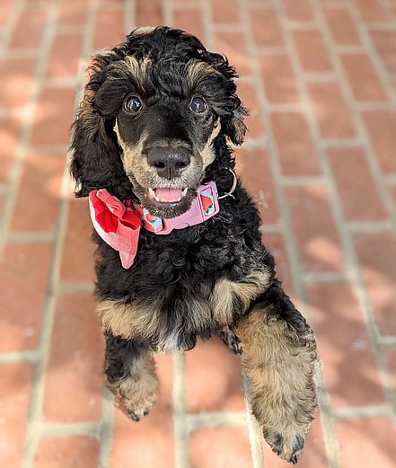 Penny the Phantom Poodle