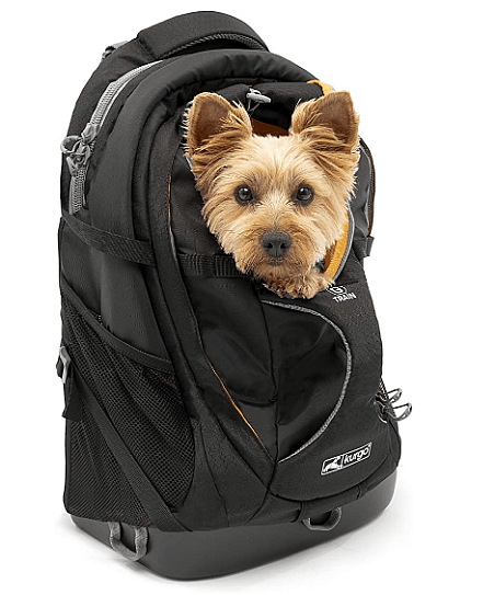 A pup in a carrier bag