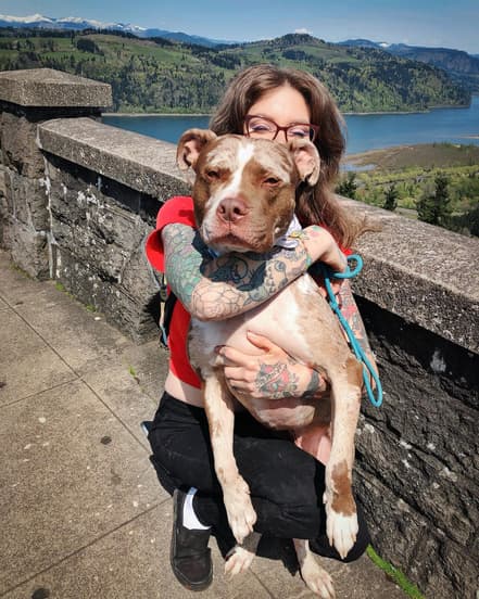 Catahoula leopard dog Pitbull Mix