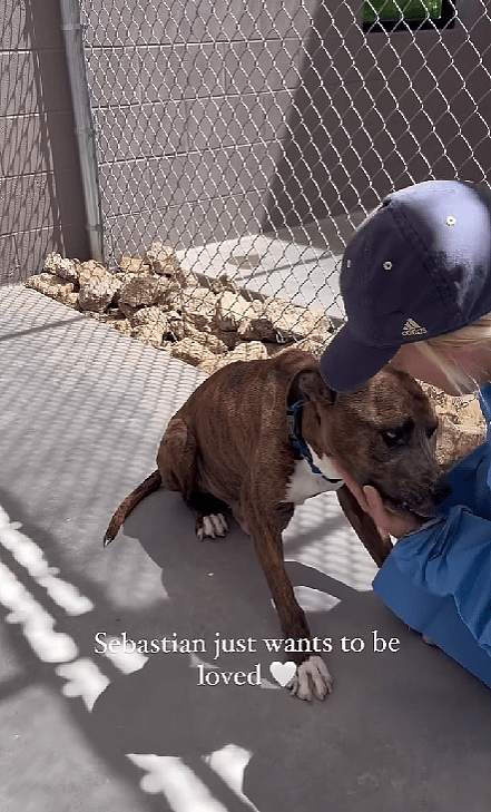 Pitbull Fought Back Against a Deadly Disease Called Valley Fever in Dogs