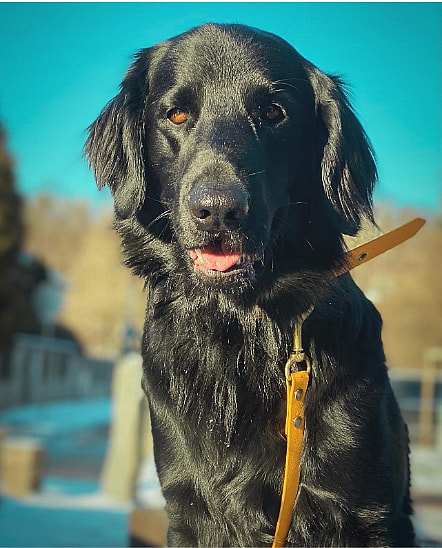 Flat-Coated Retriever
