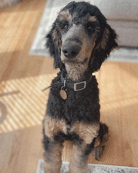 Bo the Phantom Poodle