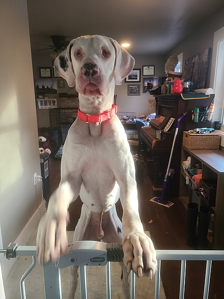 Tofu the great dane sepration anxiety