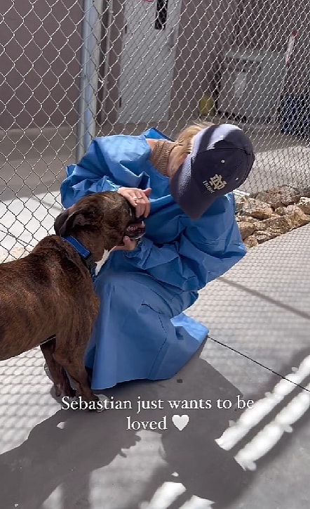 Pitbull Fought Back Against a Deadly Disease Called Valley Fever in Dogs