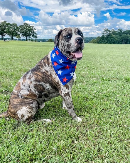 Catahoula leopard dog Pitbull Mix