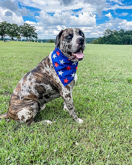 Catahoula leopard dog Pitbull Mix