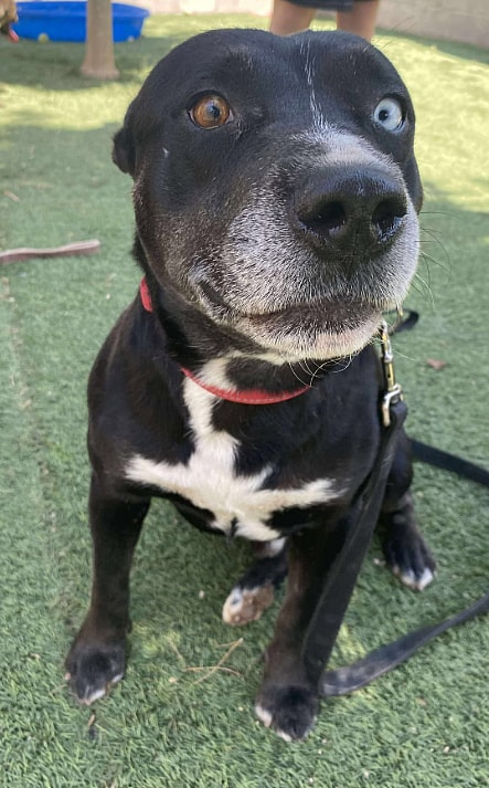 Zeus - Pit Bull Terrier