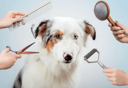 Australian Shepherd grooming