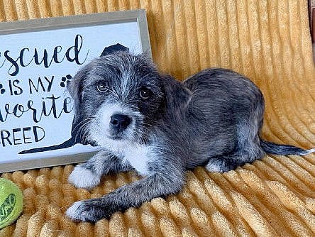 **FAYE** - Schnauzer