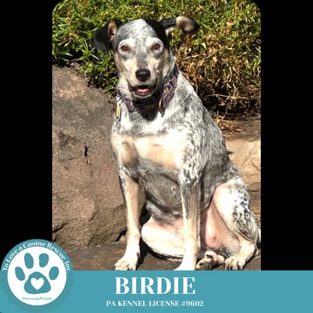 Birdie 100524