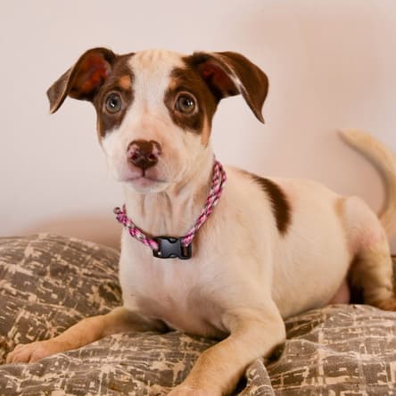 Romeo & Juliet Pup - Rosaline