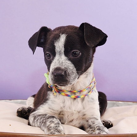 Colorado Trees - Willow
