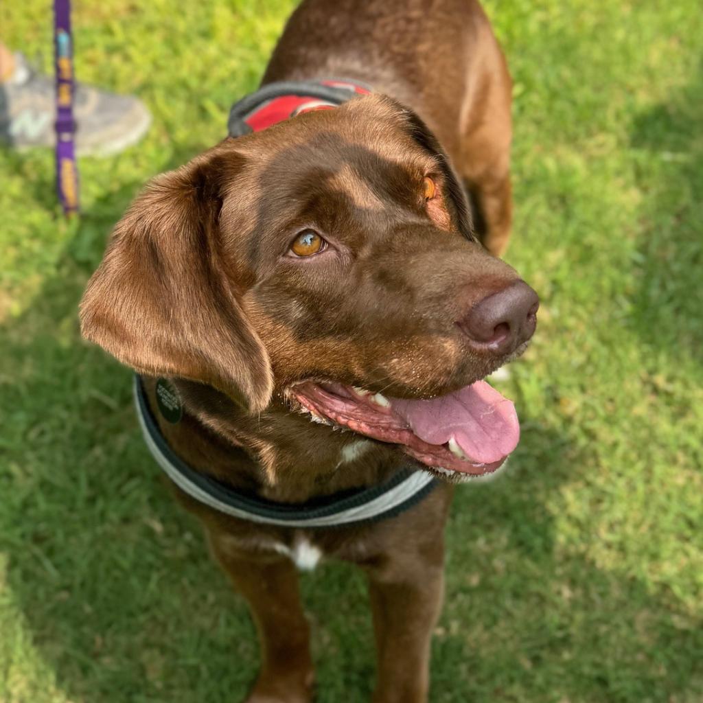 Sherman the Chocolate Lab