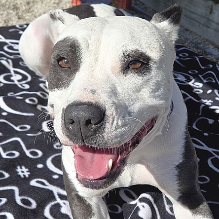 Cassie - Name Your Own Adoption Fee!