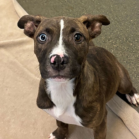 Puppies, Medium Breed!