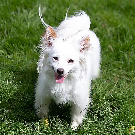 Beau a Jack Russell-Papillon Mix male