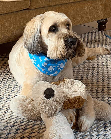 Whoodles: Jordie the Woodle