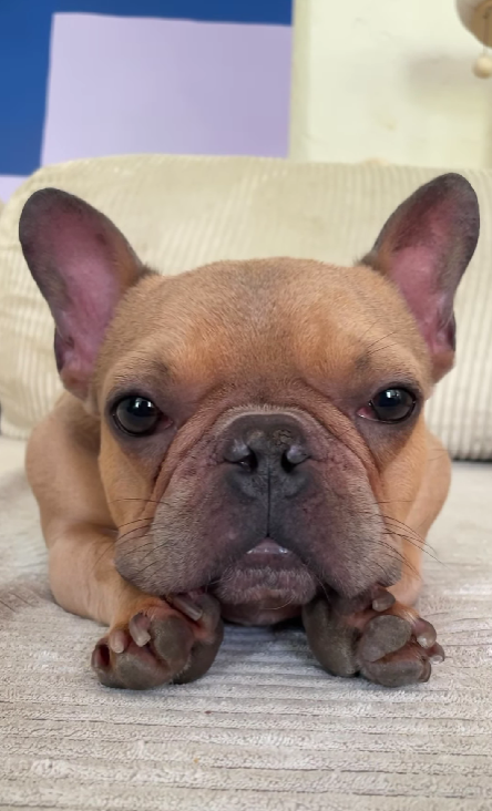 This Dog Couldn’t Breathe or Eat—Until One Breakthrough Transformed His Life