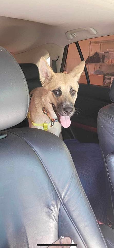 Sweet German Shepherd Rescued on Euthanasia Day Needs Forever Home After Recovering From Amputation