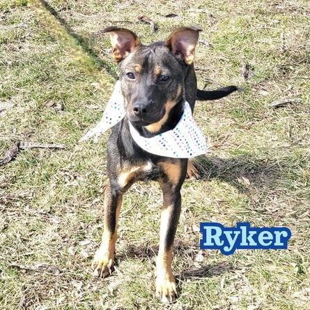 Ryker