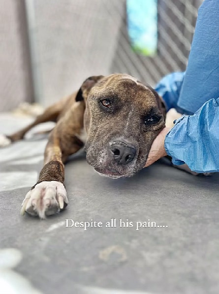 Pitbull Fought Back Against a Deadly Disease Called Valley Fever in Dogs