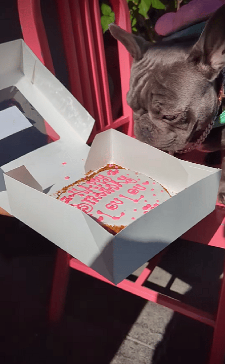Too Cute to Handle! French Bulldog Celebrates 2nd Birthday in Style at The Dog Bakery