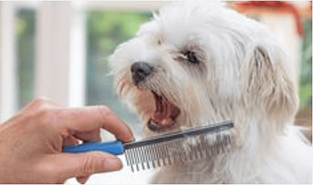 brushing cavapoo