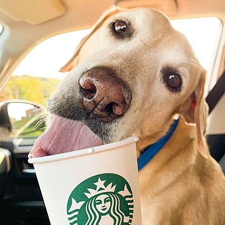 yellow Lab finishing off a Starbucks puppucino