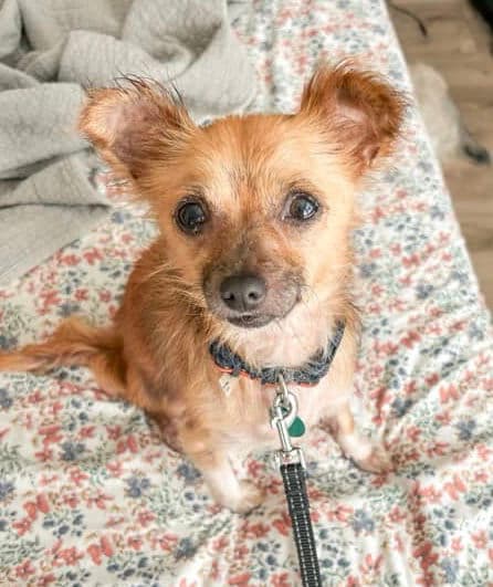 Cookie - Chihuahua