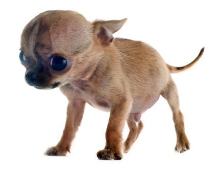 A dog with Hydrocephalus