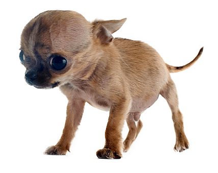 A dog with Hydrocephalus