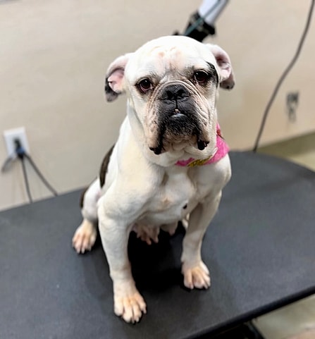 sitting with dogs - emaciated dog Greta