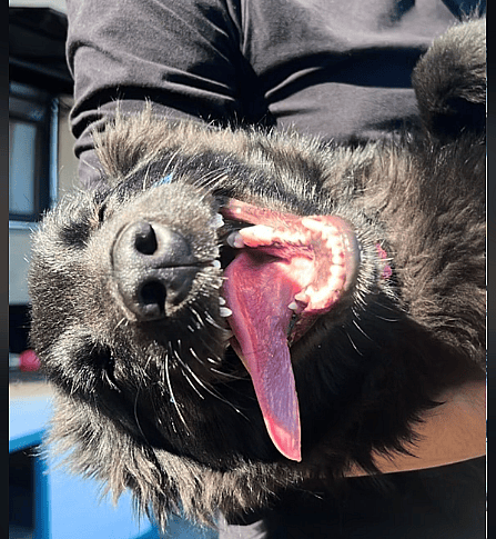 Dog Dumped on Highway Now Living Best Life With New, Loving FamilyÂ