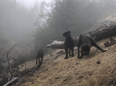 Cane Corsos abandoned in a mountain