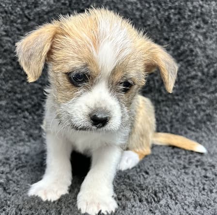 SPONSOR or FOSTER ME - Peanut