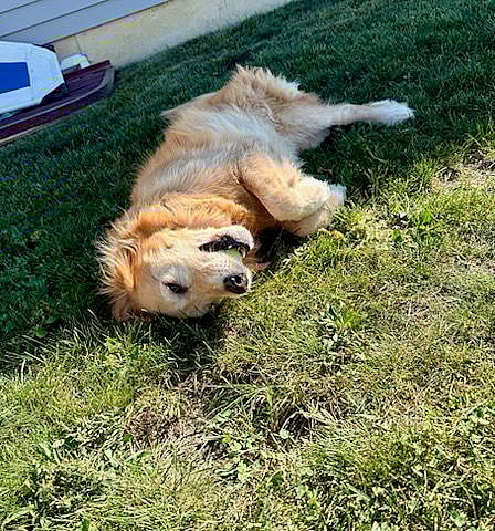 Bailey K - PENDING - Golden Retriever
