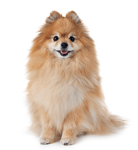 A Pomeranian