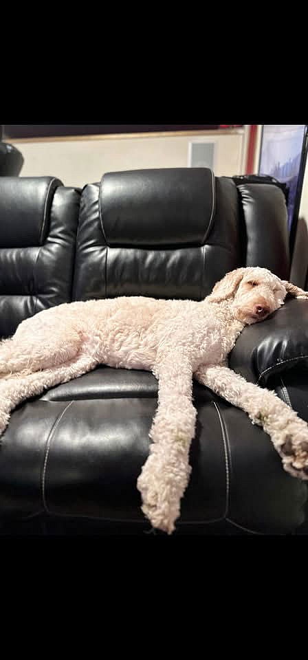 Mercy the Golden Doodle