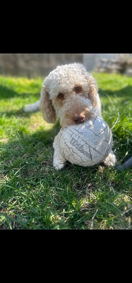 Mercy the Golden Doodle