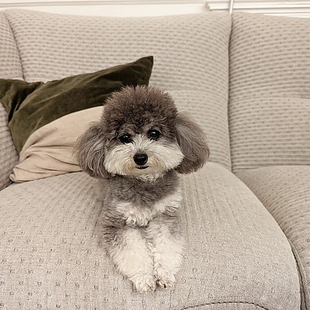 Roma Toast Phantom Poodle