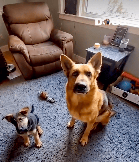 Buddy & Pal