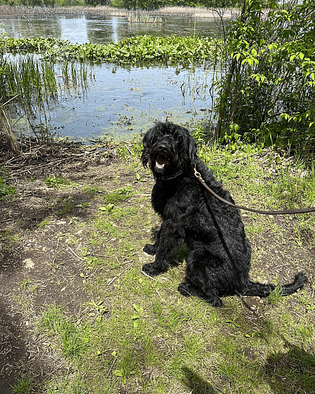 Winston the Standard Black Labradoodle
