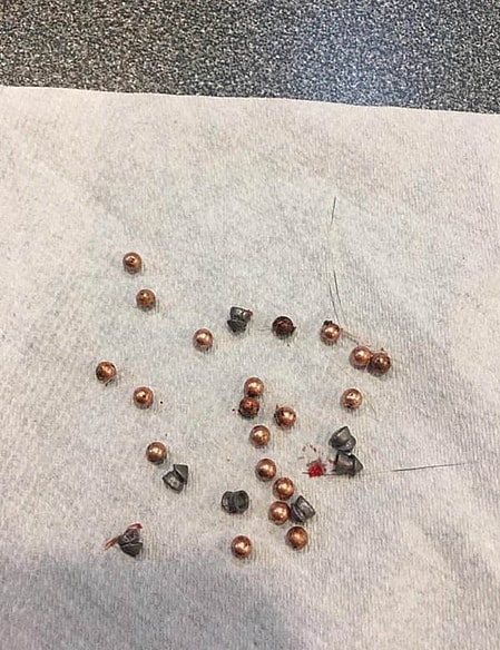 Dog Owner Noticed Bites On Her Dog But Upon Closer Inspection They Weren't Bites At All