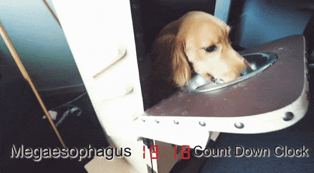 Dogs with megaesophagus must eat sitting up so they don't regurgitate their food